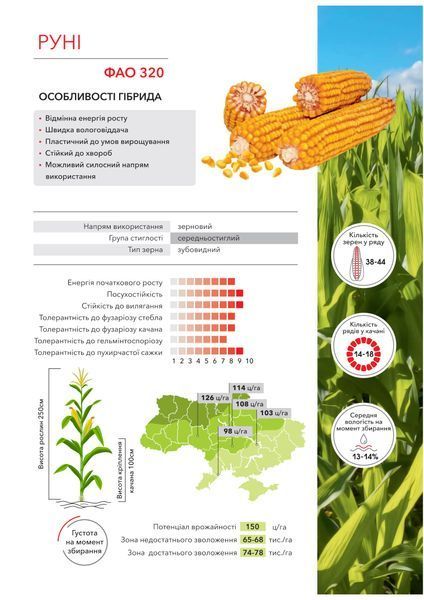 Семена кукурузы Руни ФАО 320 фото