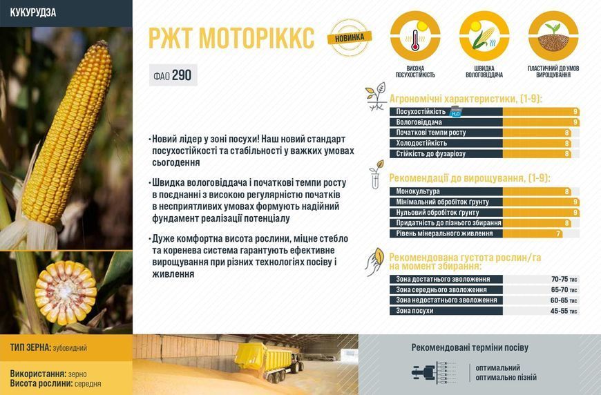 Семена кукурзы РЖТ Моториккс ФАО 290, RAGT фото