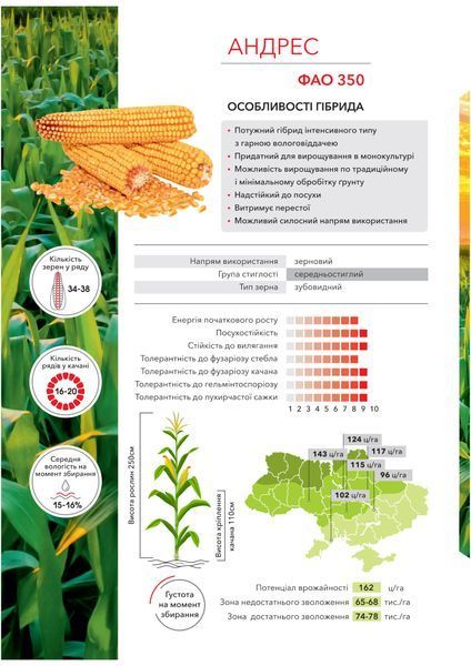 Насіння кукурудзи Андрес ФАО 350 фото