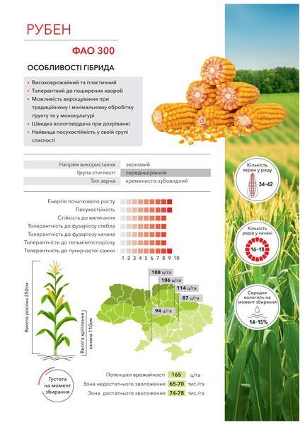 Насіння кукурудзи Рубен ФАО 300 фото