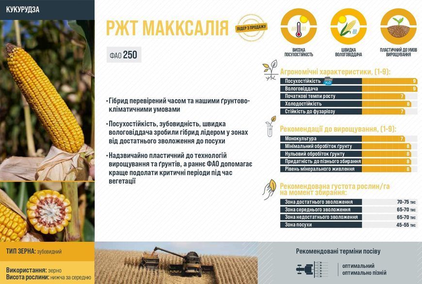 Семена кукурзы РЖТ Макксалия ФАО 250, RAGT фото