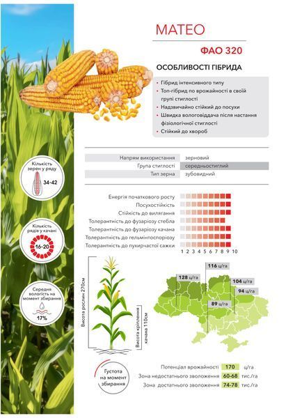 Семена кукурузы Матео ФАО 320 фото