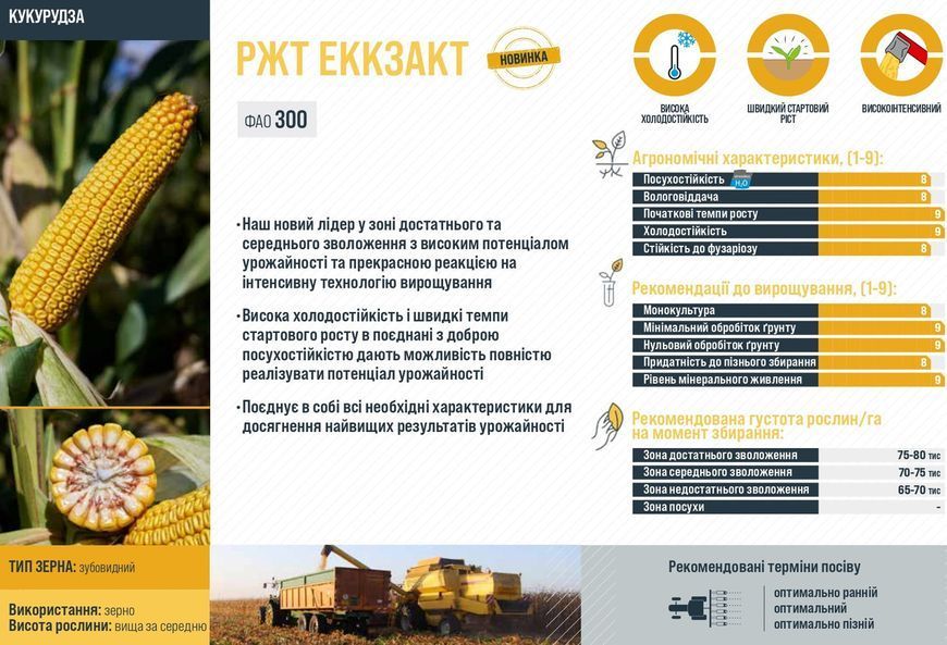 Семена кукурзы РЖТ Эккзакт ФАО 300, RAGT фото