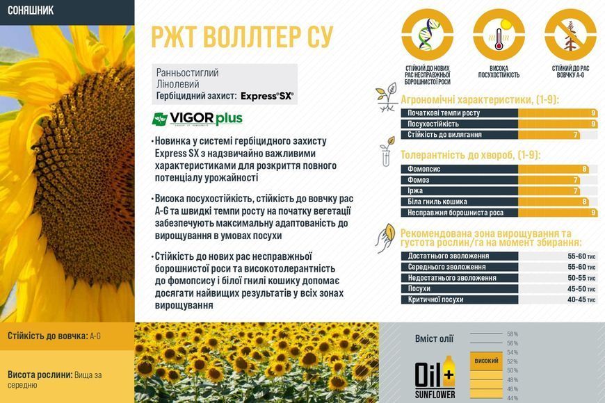 РЖТ Воллтер Насіння соняшника під гранстар фото