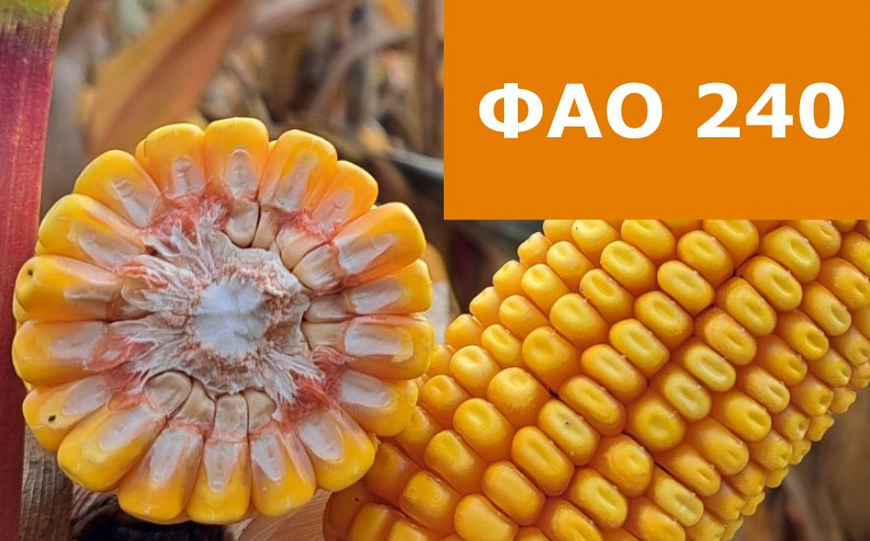 Семена кукурузы Эс Субмарина ФАО 240 фото