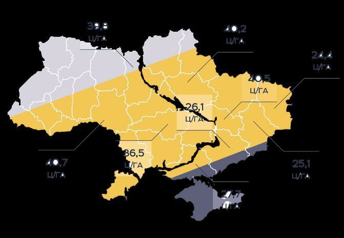 Авалон Насіння соняшника фото