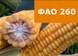 Насіння кукурудзи Тоніфі Кс ФАО 260 Тоніфі Кс фото 2