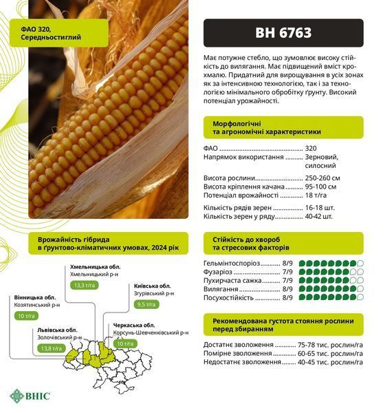 Насіння кукурудзи ВН 6763&nbsp; фото