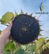 ФЛОКИ Семена подсолнечника под гранстар ФЛОКІ фото 2