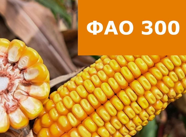 Насіння кукурудзи Ес Креатив ФАО 300 фото