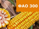 Насіння кукурудзи Ес Креатив ФАО 300 Ес Креатив фото 2
