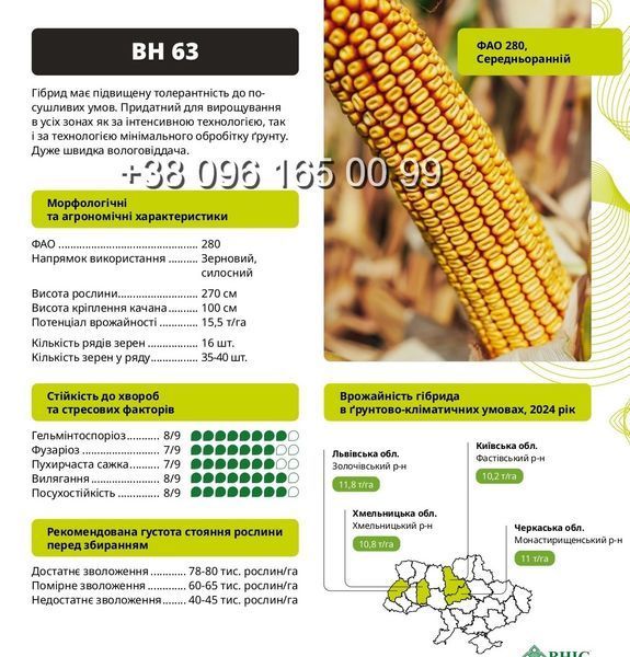 Насіння кукурудзи ВН 63&nbsp;ФАО 280 фото