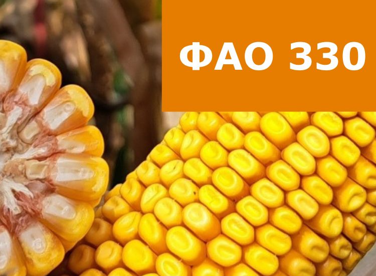 Насіння кукурудзи Ес Міледі ФАО 330 фото