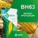 Насіння кукурудзи ВН 63&nbsp;ФАО 280 ВН 63&nbsp;ФАО 280 фото 3