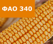 Насіння кукурудзи ЛІД3223Ц ФАО 340 ЛІД3223Ц фото 2