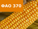 Насіння кукурудзи ЛІД4409Ц ФАО 370 ЛІД4409Ц фото 2