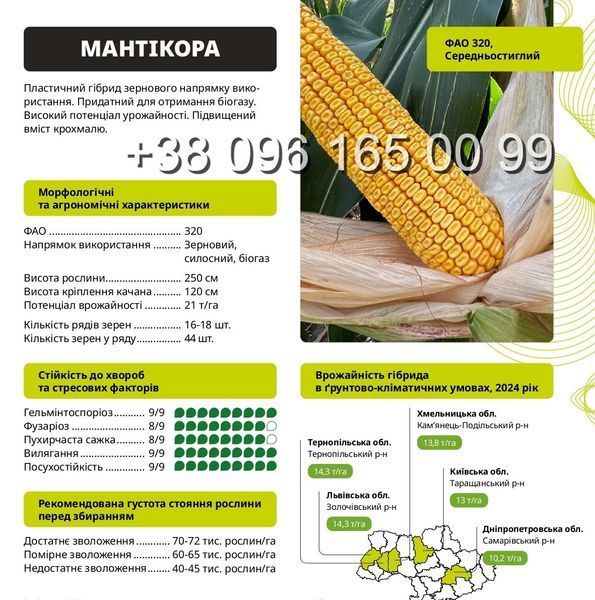 Насіння кукурудзи Мантікора&nbsp;ФАО 320 фото