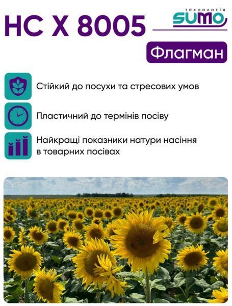 Насіння соняшника під гранстар НС Х 8005 (6,5 кг.) фото