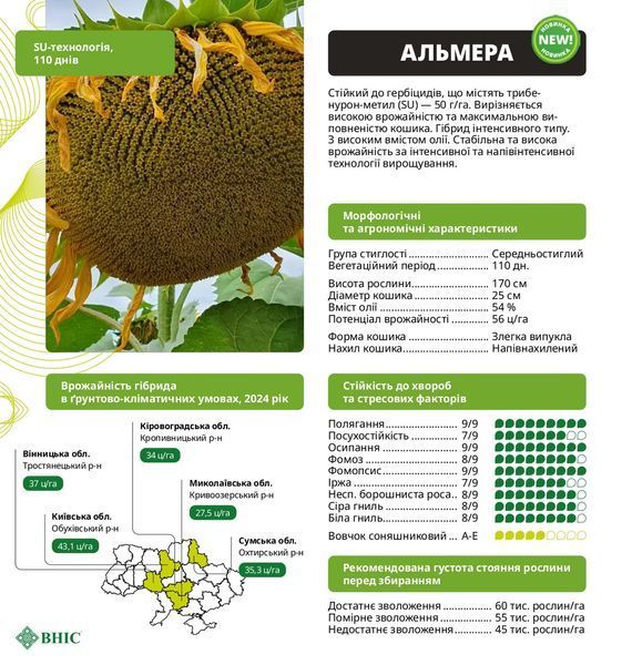АЛЬМЕРА Насіння соняшника під гранстар фото