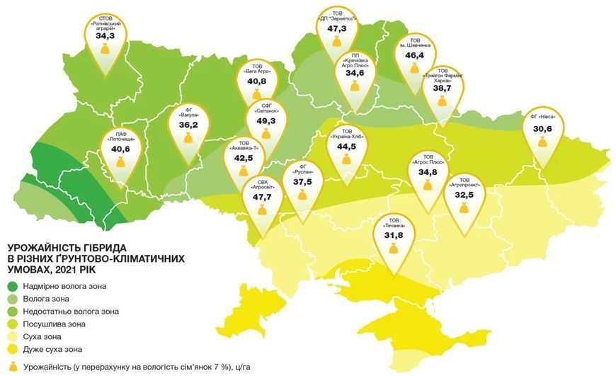 Сумико Семена подсолнечника под гранстар фото