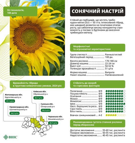 Солнечное настроение Семена подсолнечника под гранстар фото