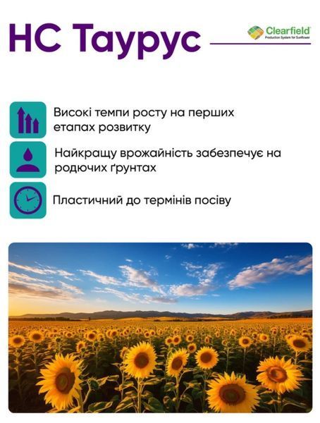 НС ТАУРУС Насіння соняшника під євролайтинг фото