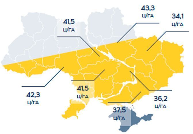 Грут Насіння соняшника під євролайтинг фото