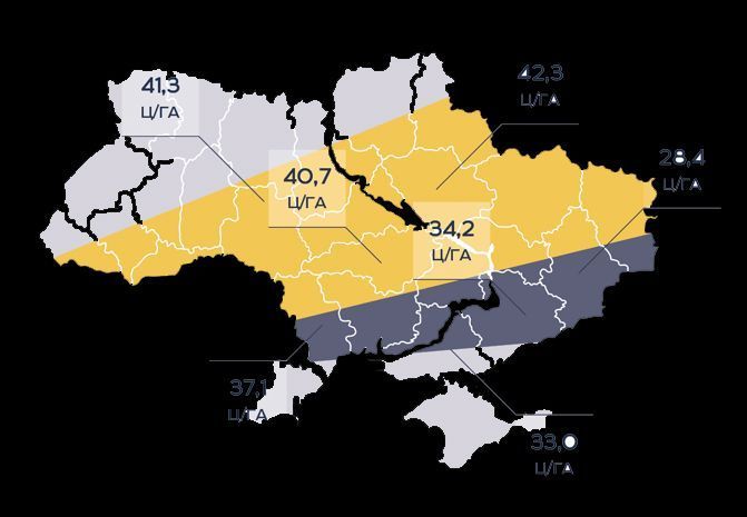 Семена подсолнечника под евролайтинг Грифон Евросем Оптимум фото