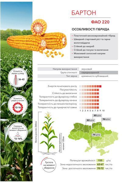 Насіння кукурудзи БАРТОН ФАО 220 фото