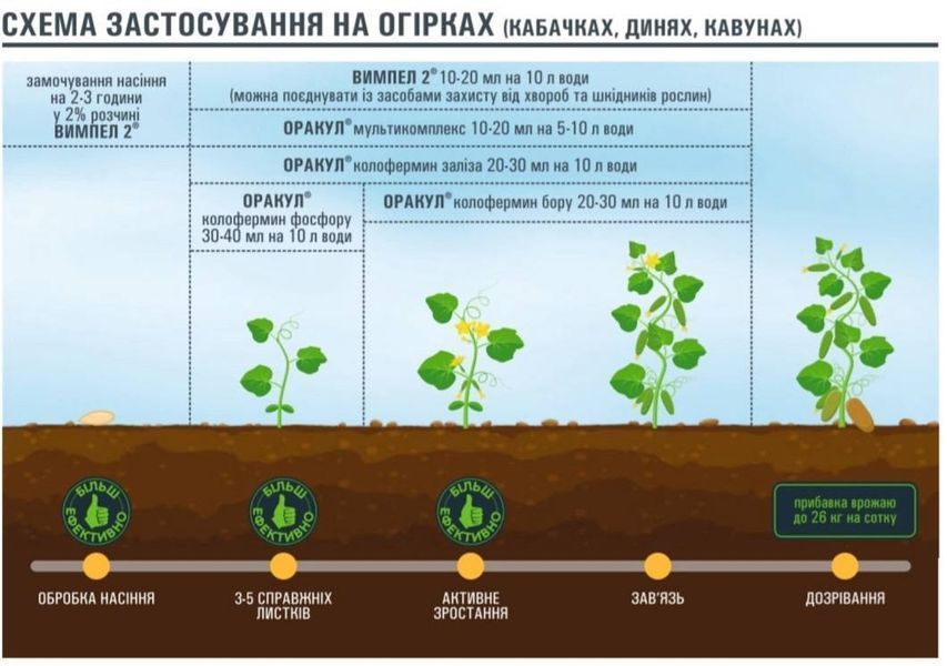 Оракул мультикомплекс фото