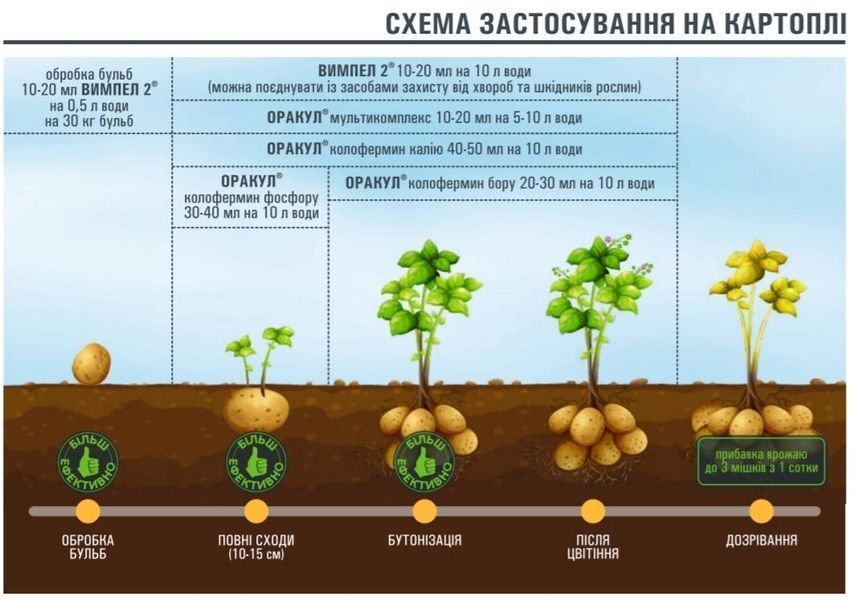Оракул мультикомплекс фото